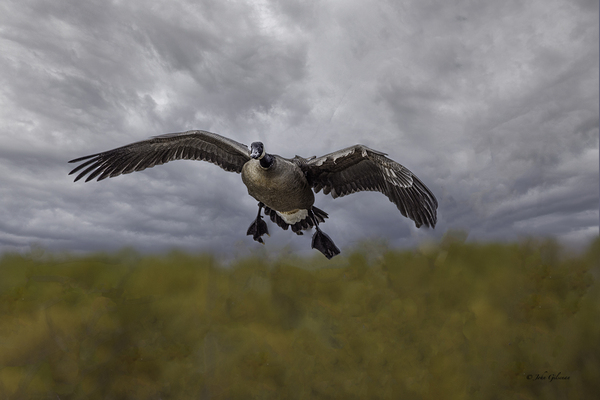 10487 Landing Gear Print