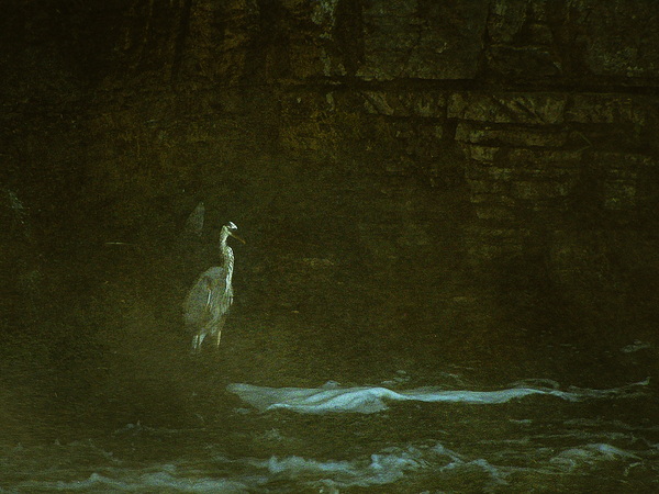 10617 Great Blue Heron Ardea herodias Print