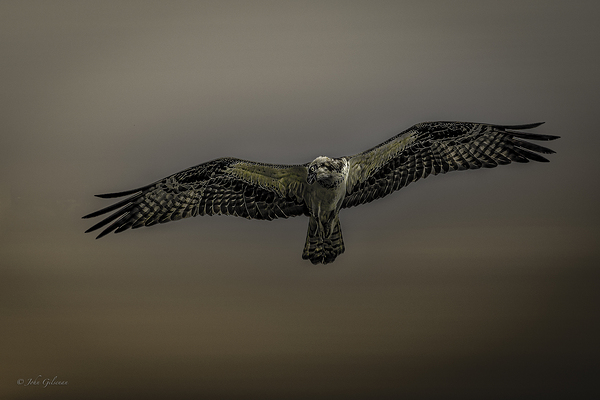 11075 Osprey at Altitude Print