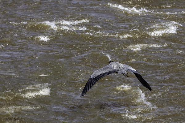 11307 Great Blue Heron  Ardea herodias Print