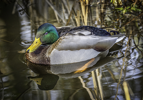 11425 Mallard Duck  Print