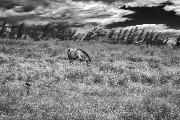 11552 Grazing in the Fields Print