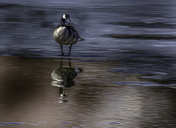 10886 Canada s  Goose Reflects Print