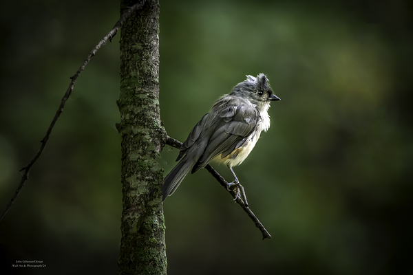 10759 Eastern Phoebe Sayornis phoebe Print