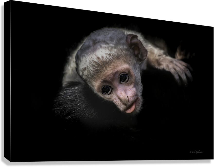 11451 Guereza Monkey New born  Canvas Print