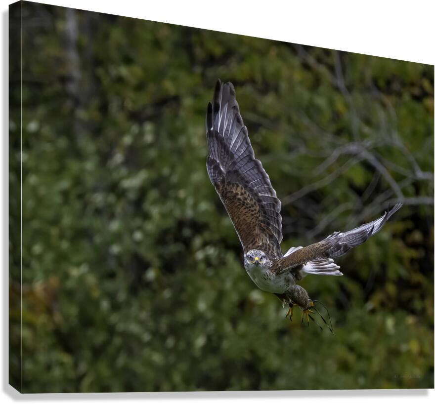 11444 Gyrfalcon Falco  Falco rusticolus Canvas Print