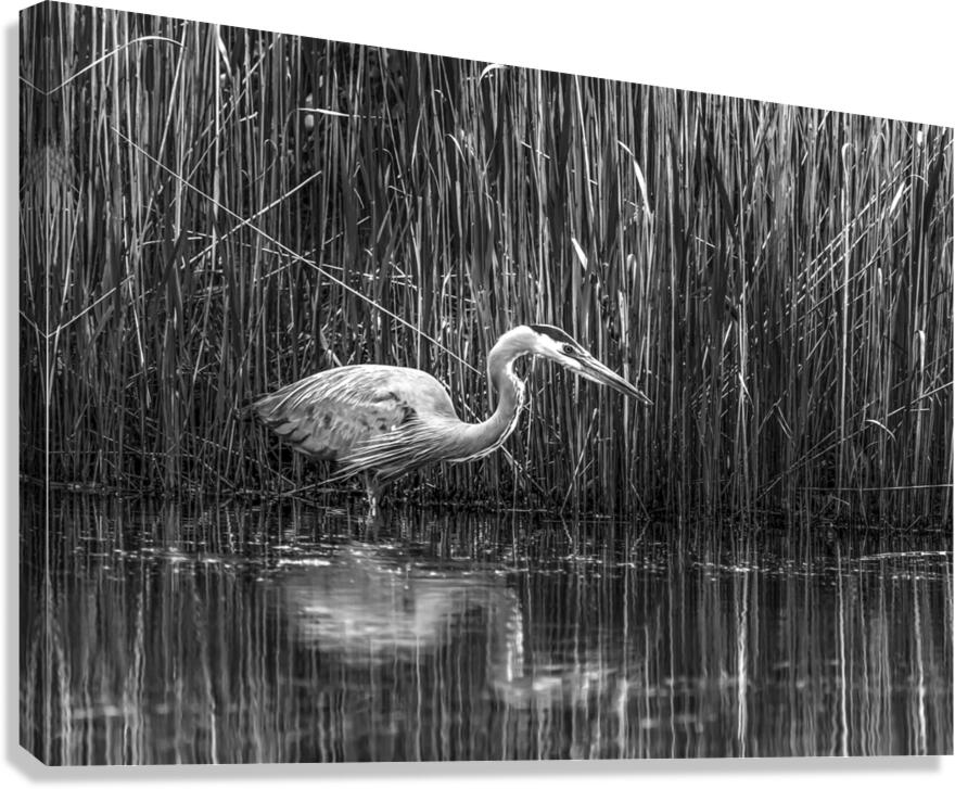 10673 Great Blue Heron Ardea herodias Canvas Print
