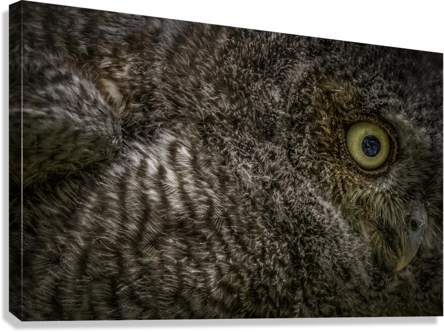 11212 Eastern Screech Owlet. Megascops asio  Canvas Print