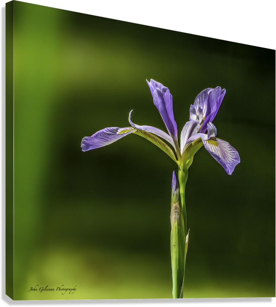 10076 Blue Iris  Canvas Print