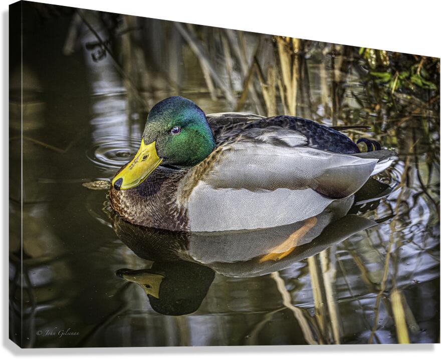 11425 Mallard Duck  Canvas Print