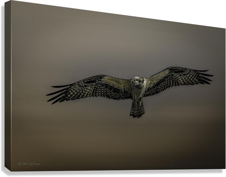 11075 Osprey at Altitude Canvas Print