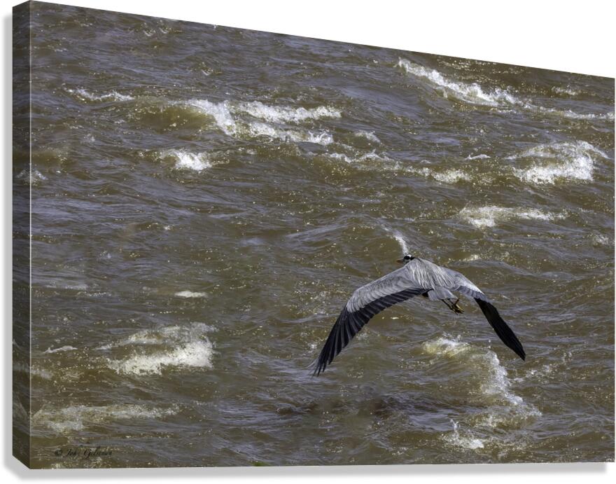 11307 Great Blue Heron  Ardea herodias Canvas Print