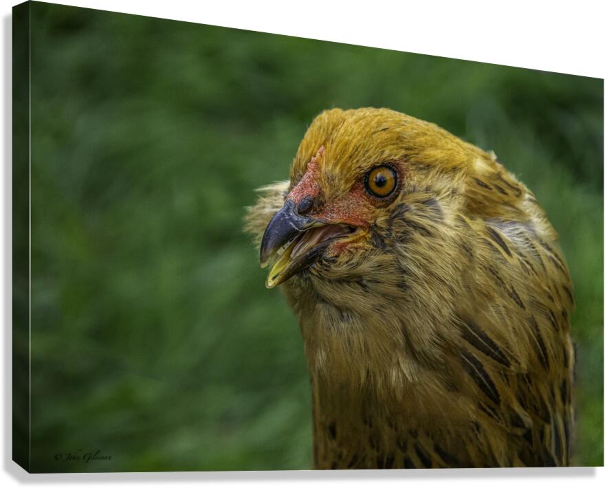 11315 A Real Cobra Chicken Canvas Print