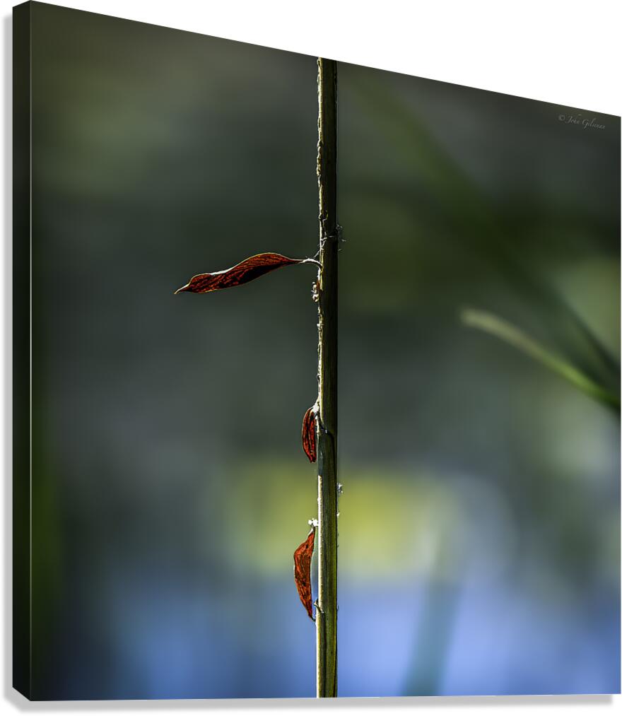 11524 Ignotus 4 Canvas Print