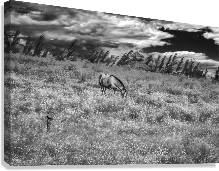 11552 Grazing in the Fields Canvas Print