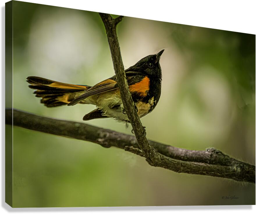 11563 American Redstart      Setophaga rutcilla  Canvas Print