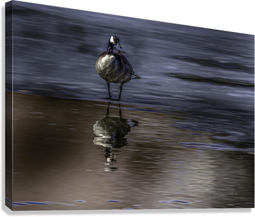 10886 Canada s  Goose Reflects Canvas Print