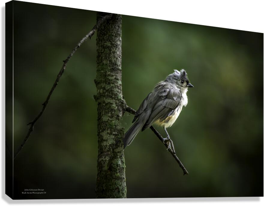 10759 Eastern Phoebe Sayornis phoebe Canvas Print