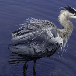 10003 Great Blue Heron Ardea herodias