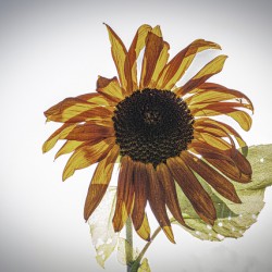 10052 Paper Sunflower 