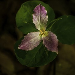 10056 Trillium 1