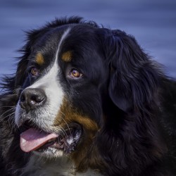 10272 Bernese Mountain Dog 