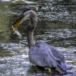 10330 Great Blue Heron Ardea herodias