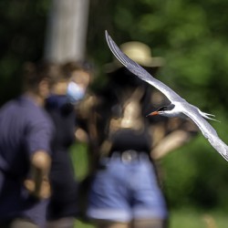 10344 Common Tern. Sterna hirundo