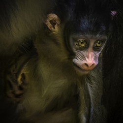 10428 New Born Mandrill Monkey 