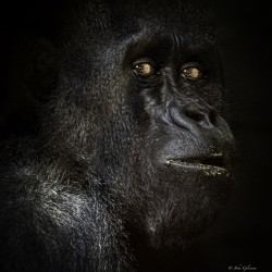 10444 Western Lowland Gorilla 