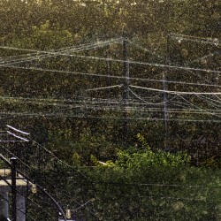 10461 Light Summer Rain