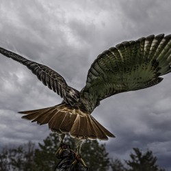 10466 Red Tailed Hawk 
