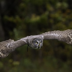 10470 Great Gray Owl Strix nebulosa