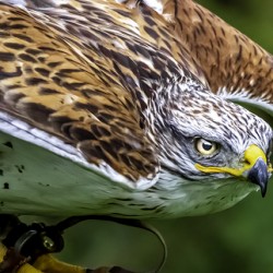 10525 Gyrfalcon Falcon. Falco rusticolus