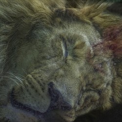 10604 African Lion 2