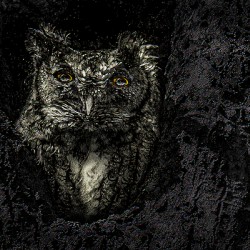 10616 Eastern Screech Owl. Megascops asio 