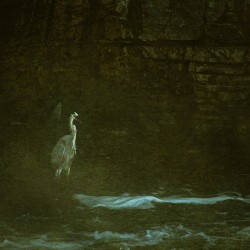 10617 Great Blue Heron Ardea herodias