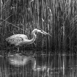 10673 Great Blue Heron Ardea herodias