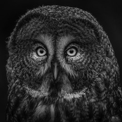 10686 Great Gray Owl Strix nebulosa