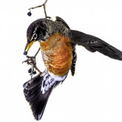 10708 American Robin 