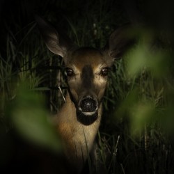 10745 Virginia White tail. Gore Bay Ont.