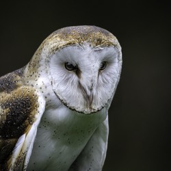 10765 Barn Owl. Tyto alba