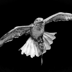 10774 Gyrfalcon.Falco rusticolus