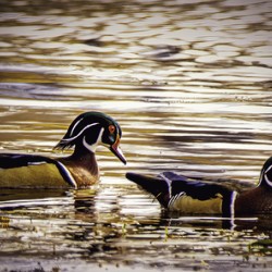 10858 A Pair of Wood Ducks