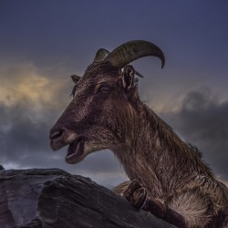 10895 Big Horned Sheep