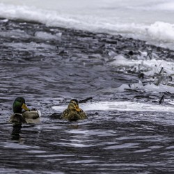 10992 Ducks on the Rocks 