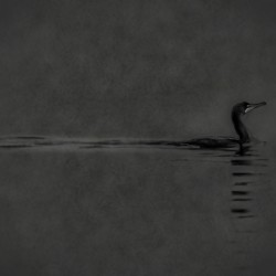 11001 Double Crested Cormorant