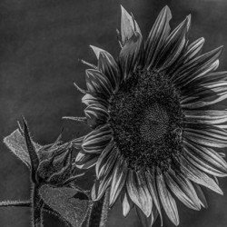 11010 Sunflower Next Door