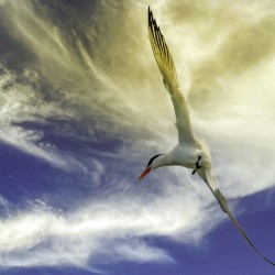 11018 Common Tern.  Sterna hirundo