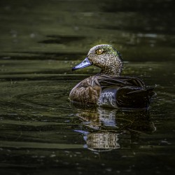 11022 American Widgeon